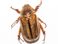 Amphimallon solstitiale
